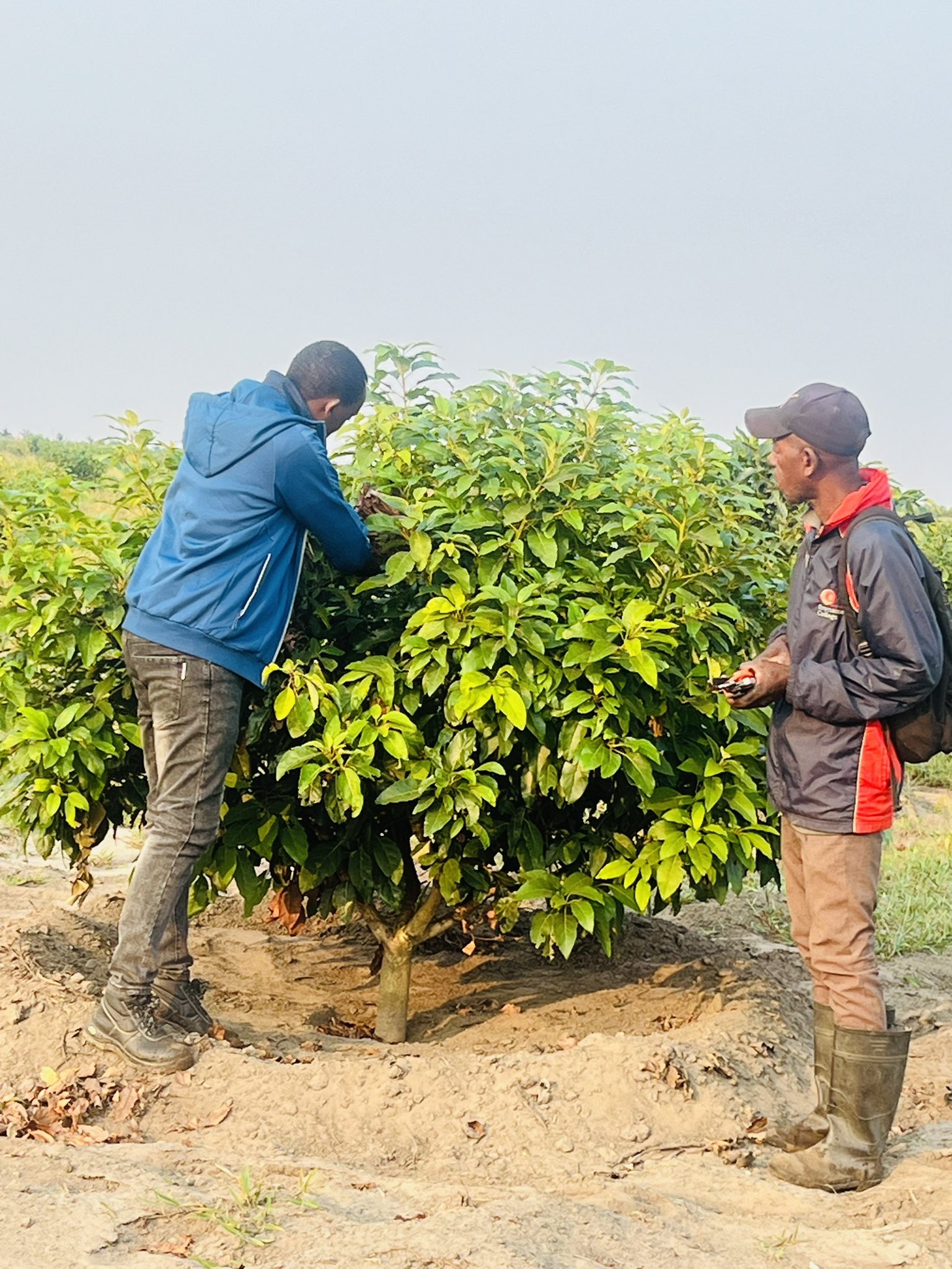 Growing Africa's Premium Hass Avocados