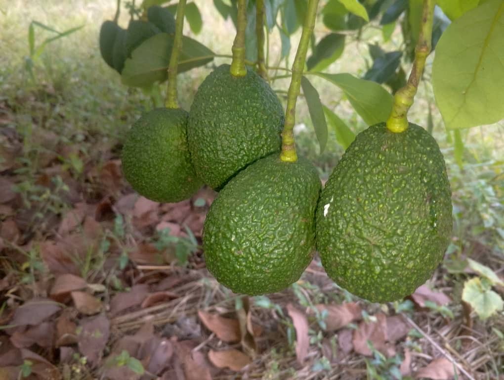 Premium Hass Avocados