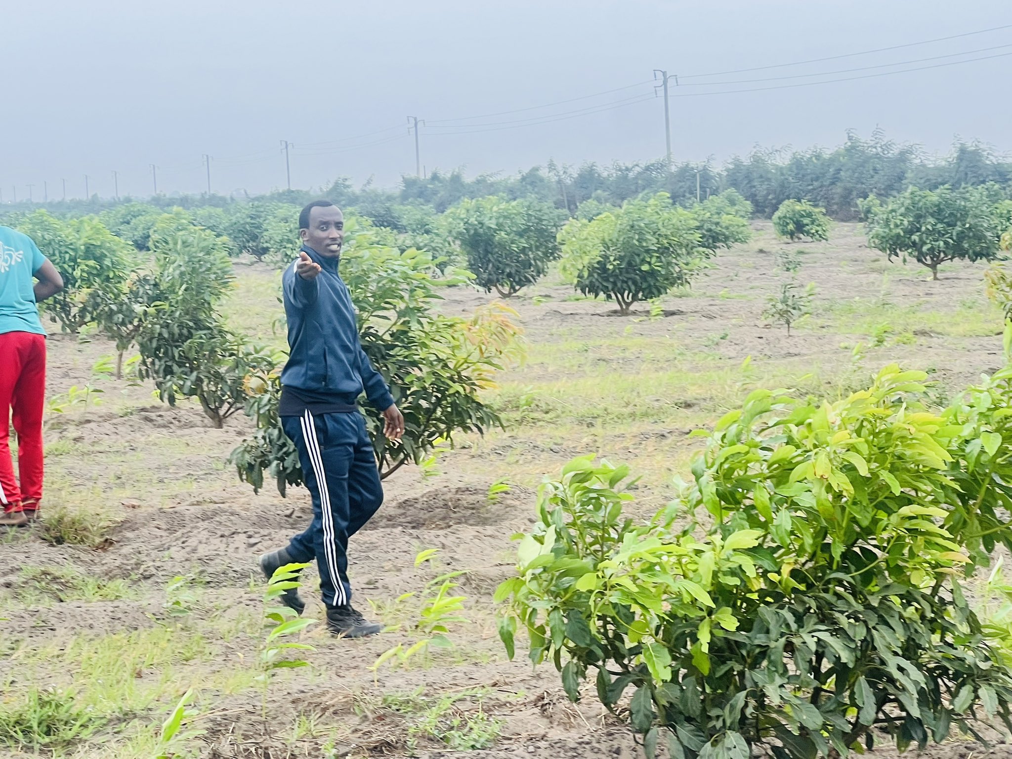 The Hass Avocado in Brazzaville